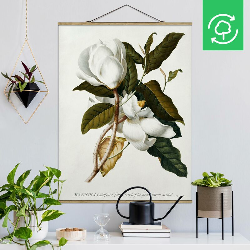 

Imagen de tela - Georg Dionysius Ehret - Magnolia - Alto 4:3 Dimensión LxA: 66.4cm x 50cm