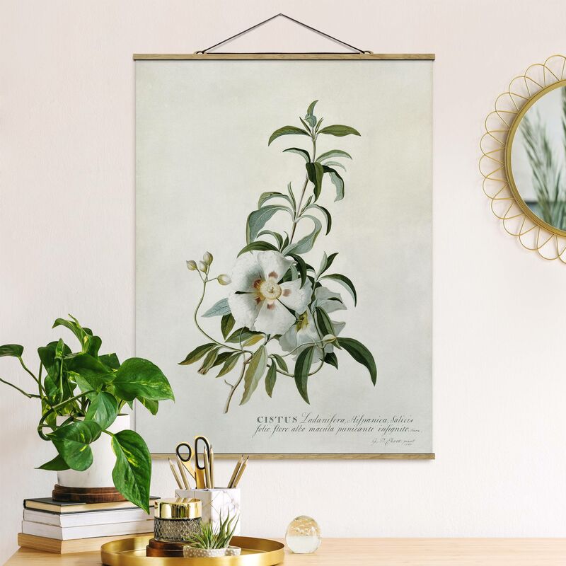 

Imagen de tela - Georg Dionysius Ehret - Rockrose - Alto 4:3 Dimensión LxA: 46.5cm x 35cm