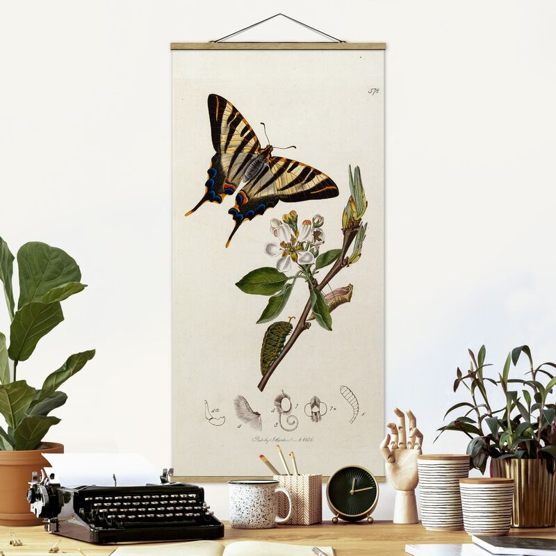 

Bilderwelten - Imagen de tela - John Curtis - A Rare Swallowtail - Alto 2:1 Dimensión LxA: 70cm x 35cm