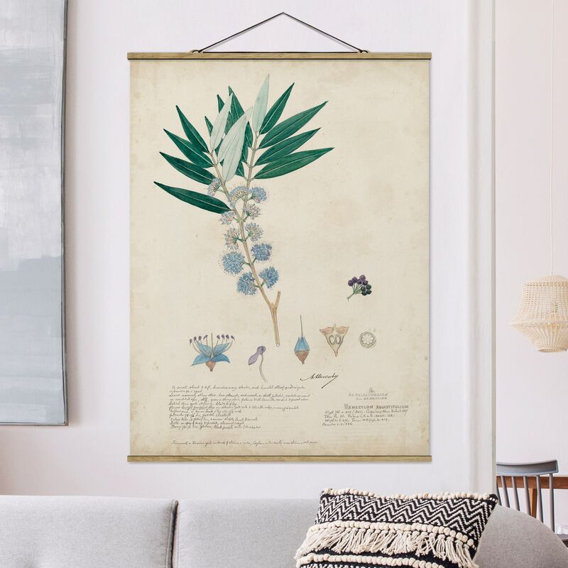 

Imagen de tela - Melastomataceae - Angustifolium - Alto 4:3 Dimensión LxA: 46.5cm x 35cm