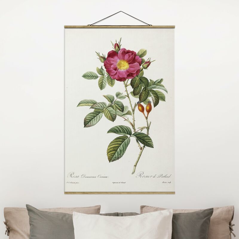 

Imagen de tela - Pierre Joseph Redoute - Portland Rose - Alto 3:2 Dimensión LxA: 75cm x 50cm