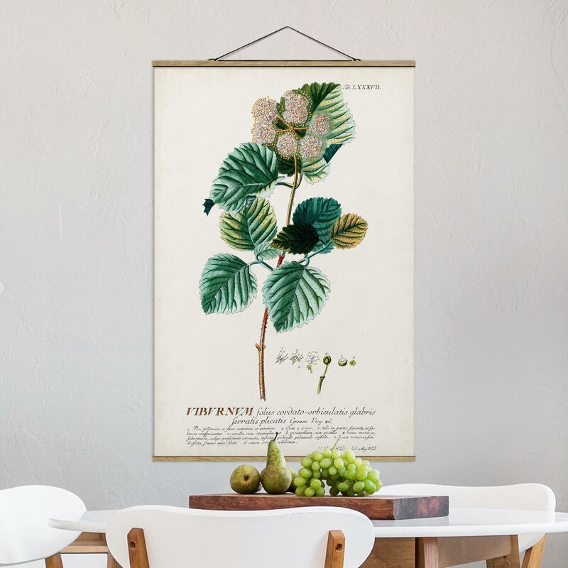 

Imagen de tela - Vintage Botanical Illustration Snowball - Alto 3:2 Dimensión LxA: 120cm x 80cm
