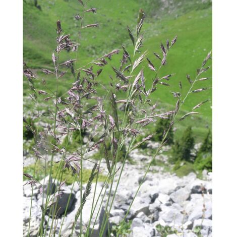 Fétuque rouge (Festuca rubra rubra) 15 kg REVERENT graminée unique graines de graminées