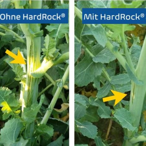 OmniCult HardRock® 10 l Engrais pour plantes Céréales Maïs Colza Pommes de terre (1/4)