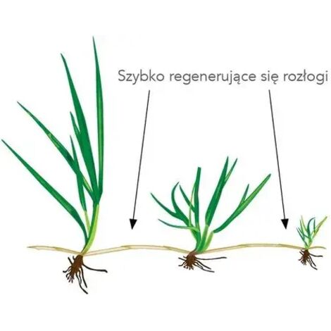 Barenbrug RPR Lawn 1 kg Graines de gazon épaisses et résistantes