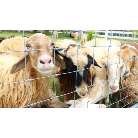 150 m clôture de protection contre la faune sauvage, clôture forestière, grillage noué, clôture de pâturage, clôture en fil de fer 80/6/15 conception robuste