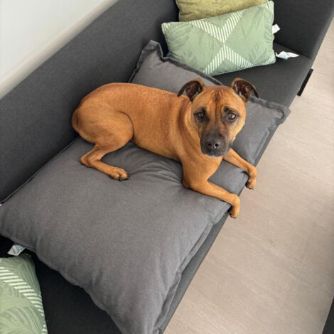 Coussin pour chien 80 x 55 cm - MADISON Série Lounge - Gris (1/4)