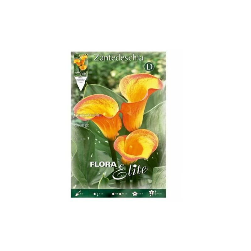 Bulbo Calla Amarillo Naranja 14/16 1 unidad