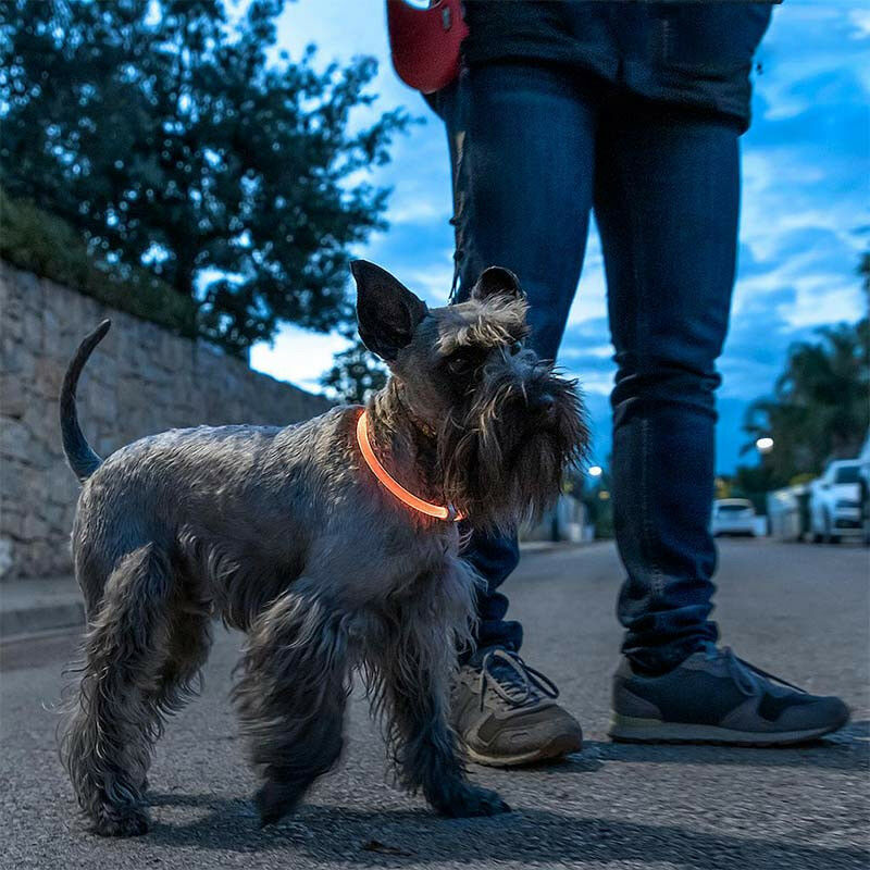 PETLUX: collare a LED luminoso e regolabile per animali domestici