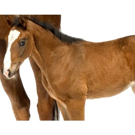 wandtattoo pferd no 306 stute fohlen grosse hxb 51cm x 60cm