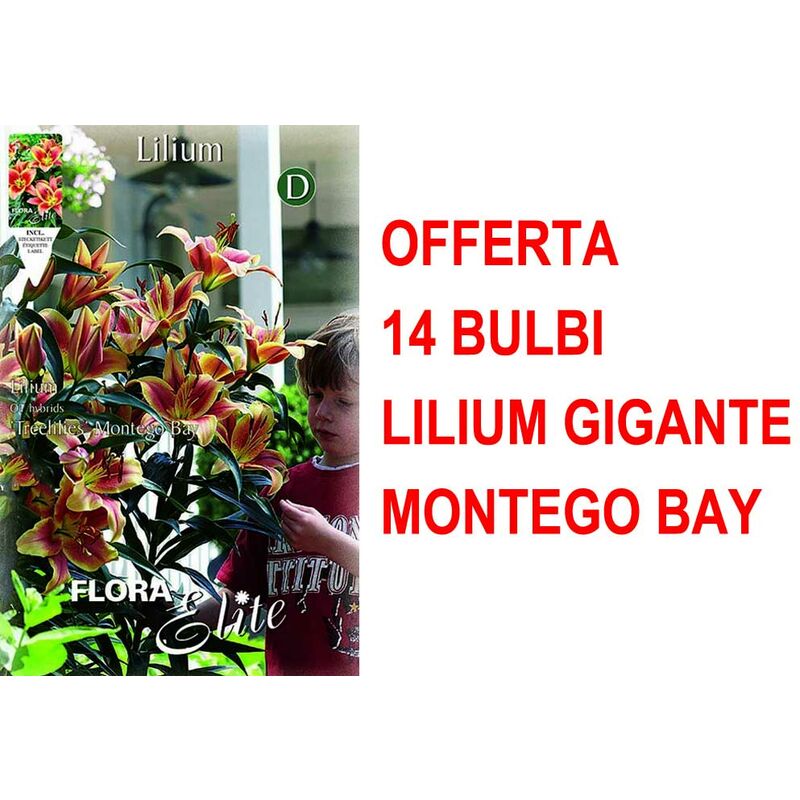 BULBI AUTUNNALI OFFERTA 14 BULBI LILIUM GIGANTE MONTEGO BAY BULBS BULBES