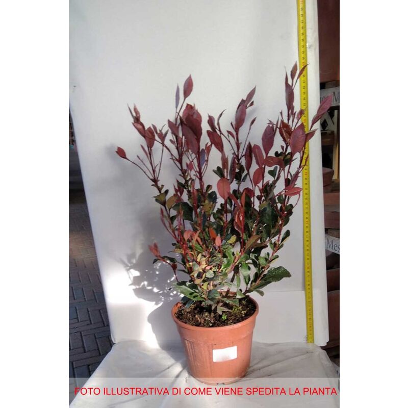 1 PIANTA DI PHOTINIA NANAIN VASO 17CM sempreverde