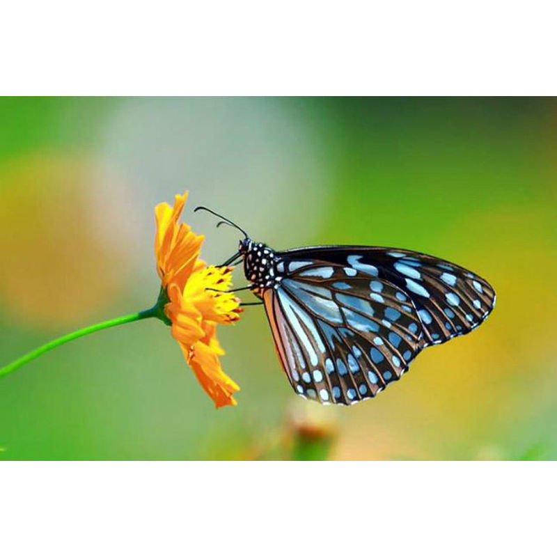 BUSTINA MISCUGLIO DI FIORI PER FARFALLE ORTO FIORI GIARDINO SEMI