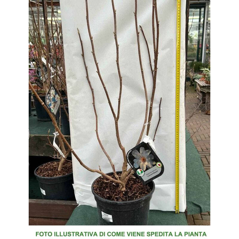 Vaso di fiori MAGNOLIA JUMPER ECO 260 mm - Grigio | Leroy Merlin