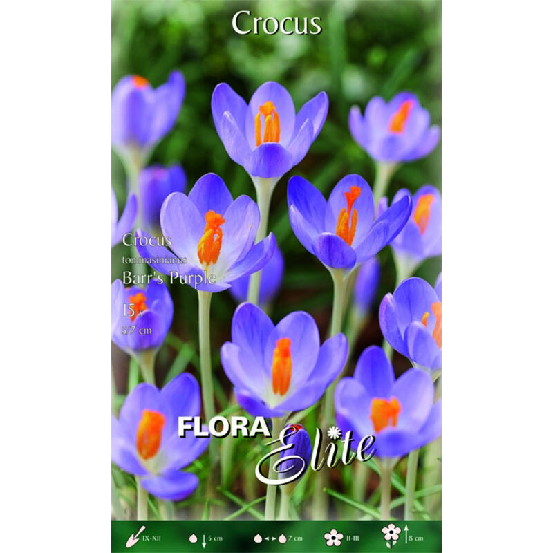 BULBI AUTUNNALI CROCUS TOMMASINIANUS BARR'S PURPLE (CONFEZIONE 15 BULBI ...