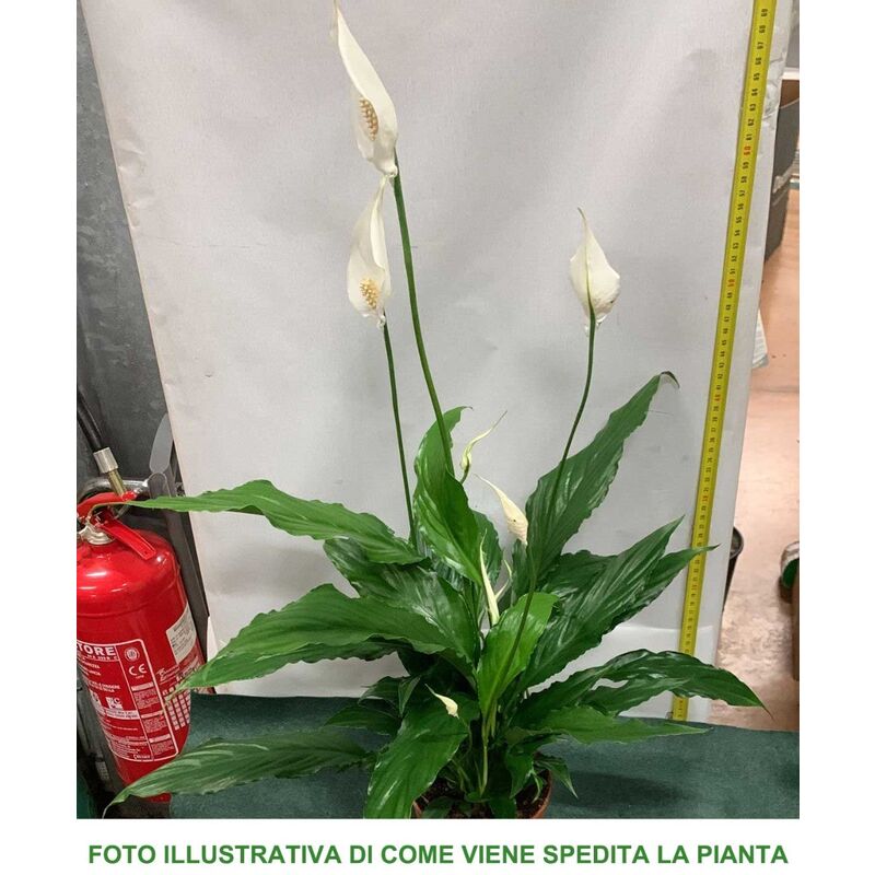 1 PIANTA DI SPATHIPHYLLUM SWEET CHICO VASO 13CM SPATIFILLO PIANTA DA  APPARTAMENTO