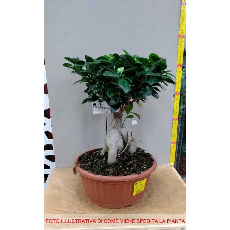 Bomboniera ficus bonsai x 10 piante