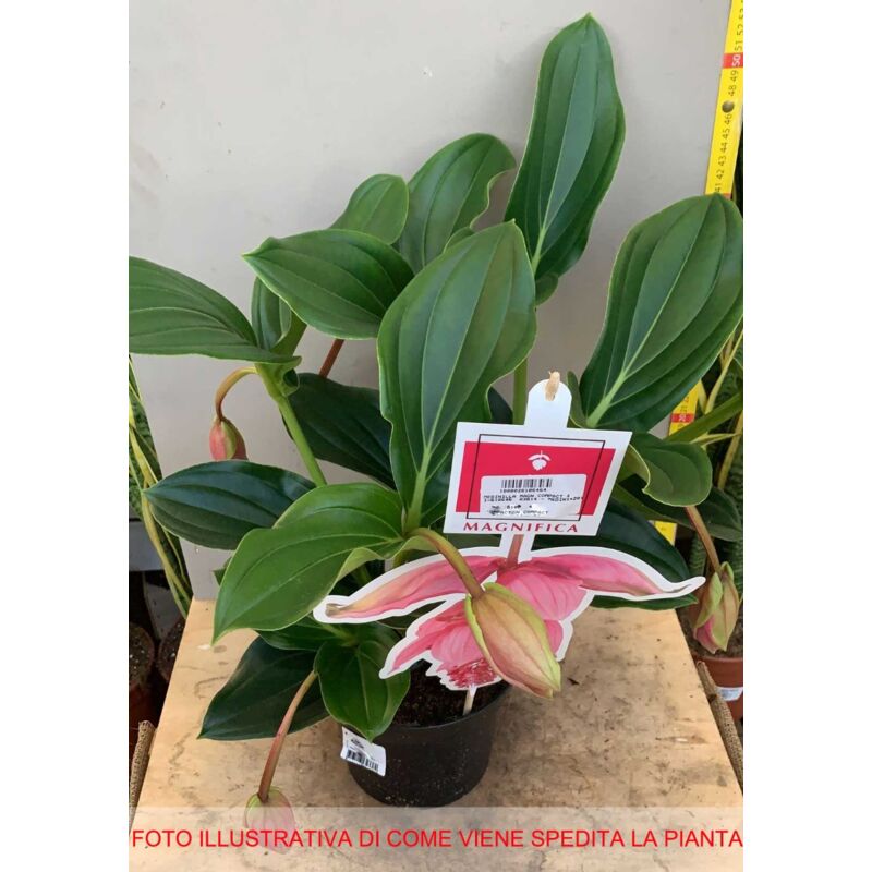 MEDINILLA MAGNIFICA VASO 17CM DA INTERNO ROSA SCURO