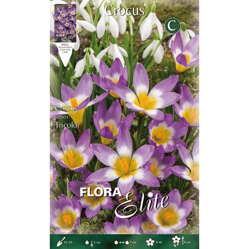CROCUS SIEBERI TRICOLOR CONFEZIONE 15 BULBI AUTUNNALI BULBS BULBES