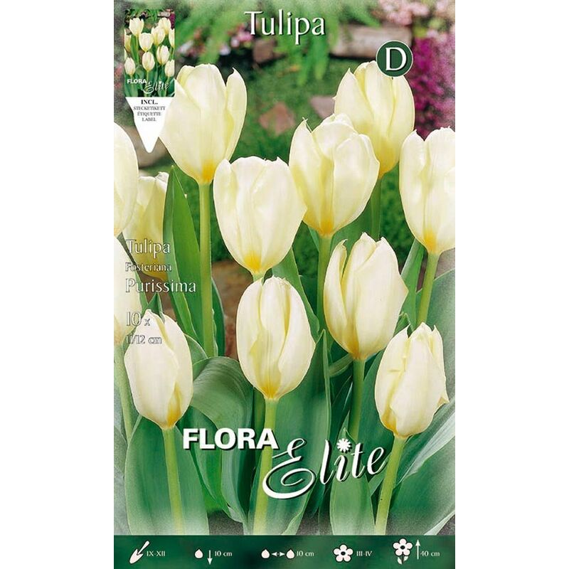 BULBI AUTUNNALI TULIPANO FOSTERIANA PURISSIMA CONFEZIONE DA 10 BULBI ...