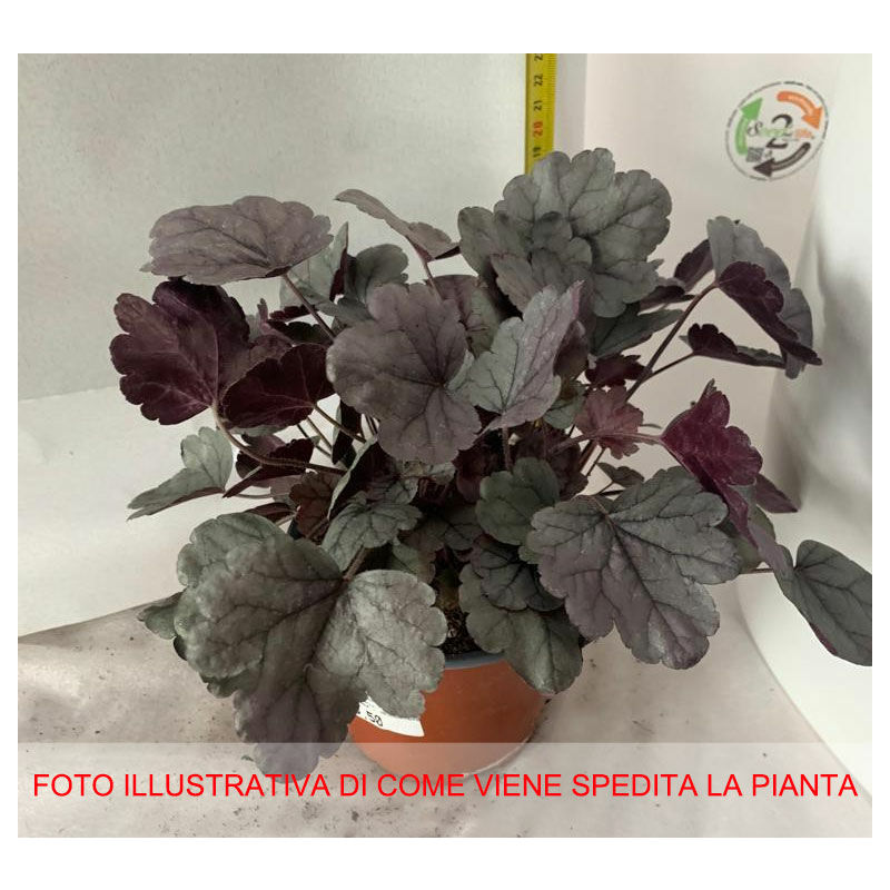 Pianta Asparagus Plumosus In Vaso 12cm - Asparagina Da Interno, Verde Brillante, Altezza 15-20cm - 6