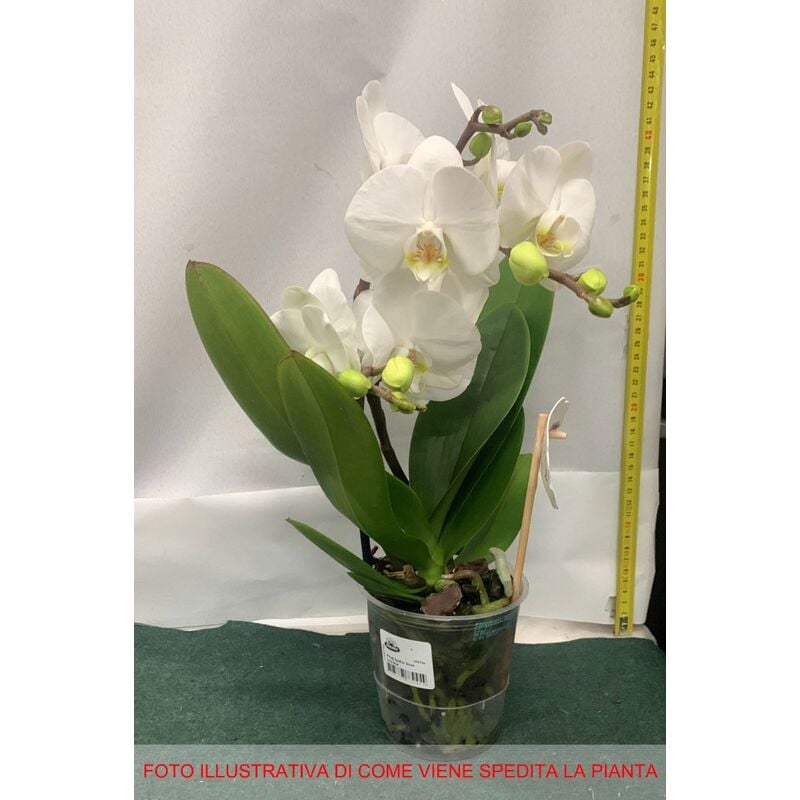 1 PIANTA DI ORCHIDEA PHALAENOPSIS BOHO LOVE BIANCO VASO 12CM