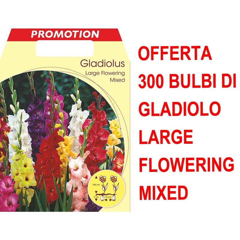 OFFERTA 300 BULBI PRIMAVERILI DI GLADIOLO A FIORI GRANDI MIX DI COLORI ...