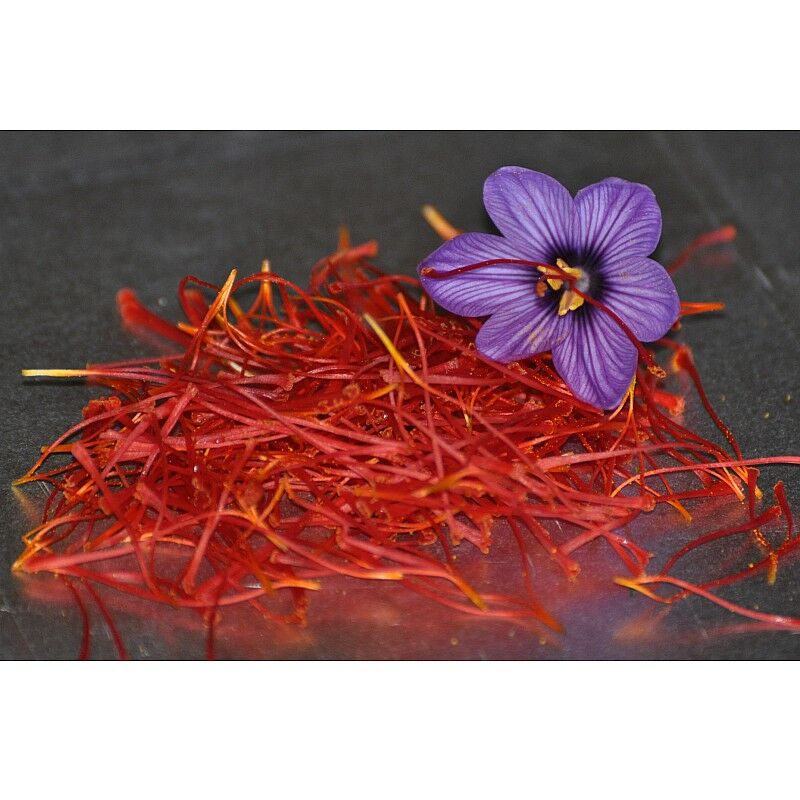 Zafferano - aromatiche - Come coltivare lo zafferano
