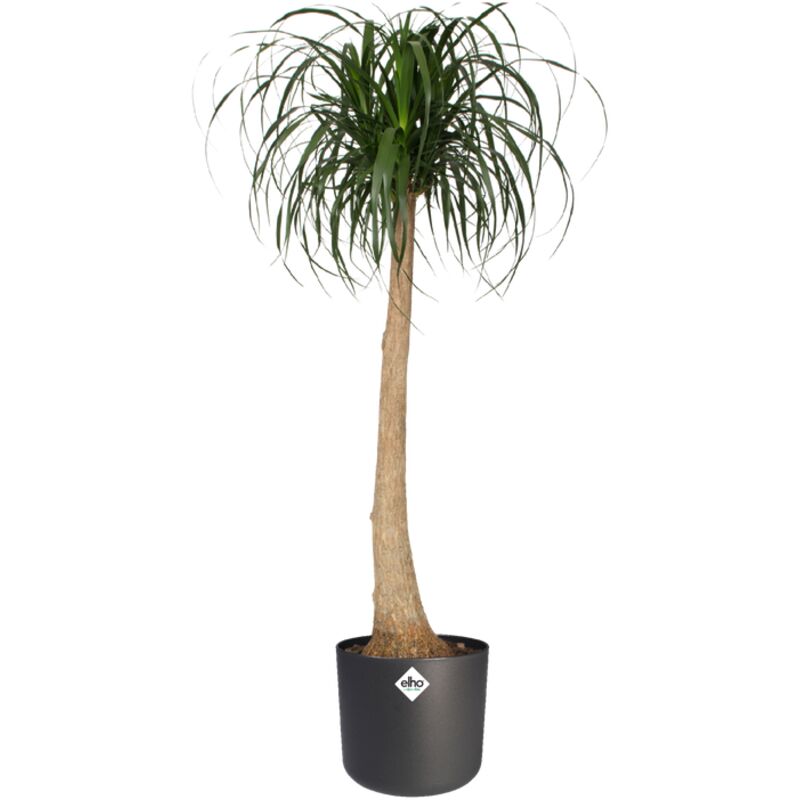 Vaso Di Fiori Tonda Con Vasca Splofy Bowl In Plastica Colore Pesca 23 9 Lunghezza X 23 9 Larghezza X 16 1 Altezza Cm 86336100