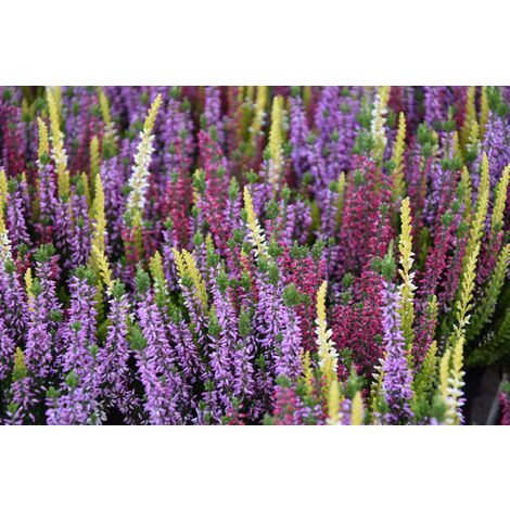 POWERS TO FLOWERS - ERICA CALLUNA, ERICA ARBOREA ALBERT'S GOLD, 2 PIANTE, piante vere