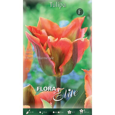 Bulbi Di Tulipano Veri - Fiori Da Giardino, Simbolo D'Amore, 2 Lampadine 16 Cm - Foto 3