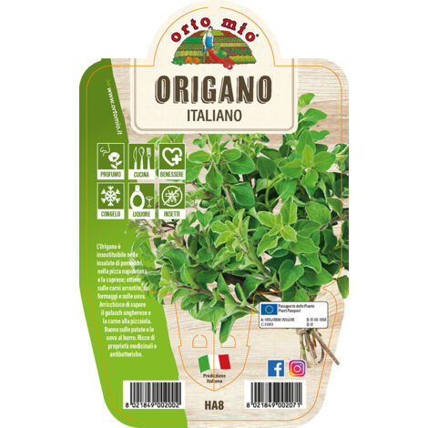 Pianta Di Origano In Vaso 14cm - Biologica - Aromatica Per Cucina E Giardino - Altezza 15-20cm - Foto 9