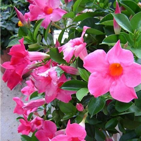 DIPLADENIA COLORE ASSORTITO VASO BASKET 25CM (1/4)