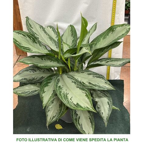 1 PIANTA DI AGLAONEMA SILVER BAY VASO 17CM PIANTA DA APPARTAMENTO PURIFICA L'ARIA (1/2)