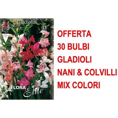 OFFERTA 30 BULBI GLADIOLI NANI & COLVILLI IN MIX DI COLORI BULBS