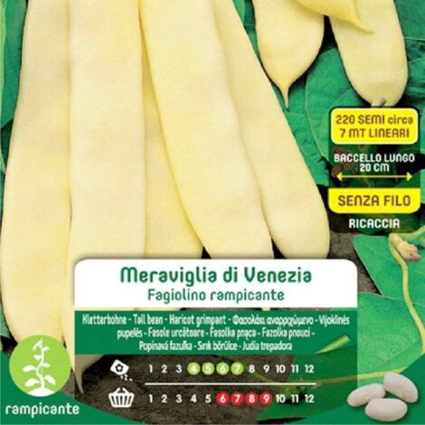 SEMI DI FAGIOLINI RAMPICANTI MERAVIGLIA DI VENEZIA BLUMEN