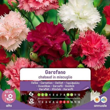 SEMI DI GAROFANO CHABAUD MIX BLUMEN