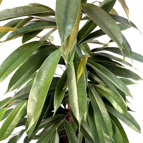 1 PIANTA DI FICUS AMSTEL KING VASO 17CM