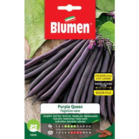 SEMI DI FAGIOLINI NANI PURPLE QUEEN BLUMEN