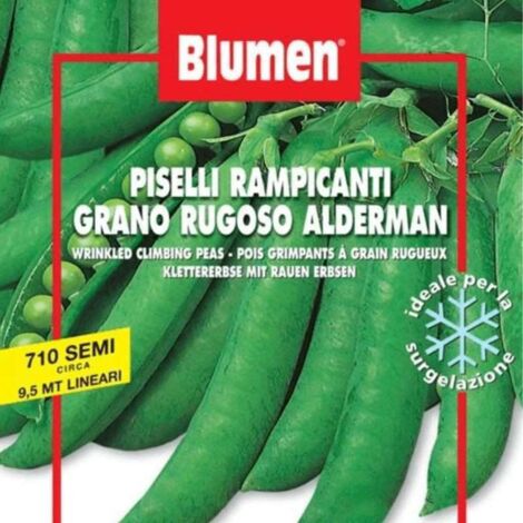 SEMI DI PISELLI RAMPICANTI GRANO RUGOSO BLUMEN