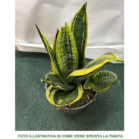 Sansevieria Golden Flame 30-40cm - Pianta Da Interno Variegata, Facile Da Curare