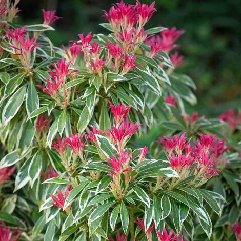 1 PIANTA DI TRACHELOSPERMUM JASMIN GELSOMINO TRICOLOR VASO 17CM