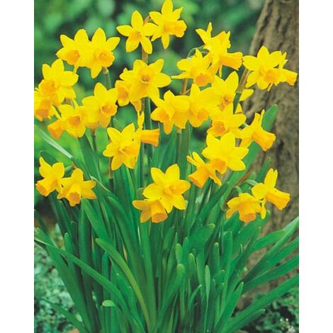 50 Bulbi Di Narciso Giallo - Da Piantare In Autunno, Per Giardino E Aiuole - Foto 12