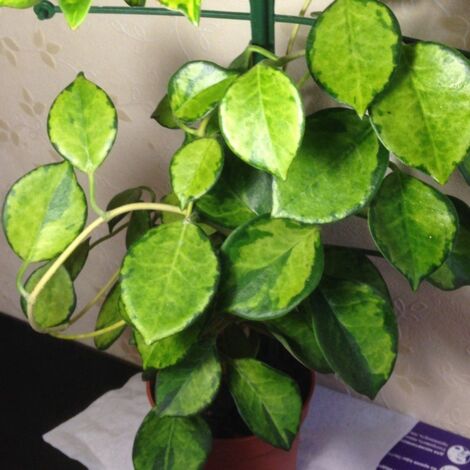 1 PIANTA HOYA AUSTRALIS LISA FIORE DI CERA VASO 12CM Perenni (1/2)