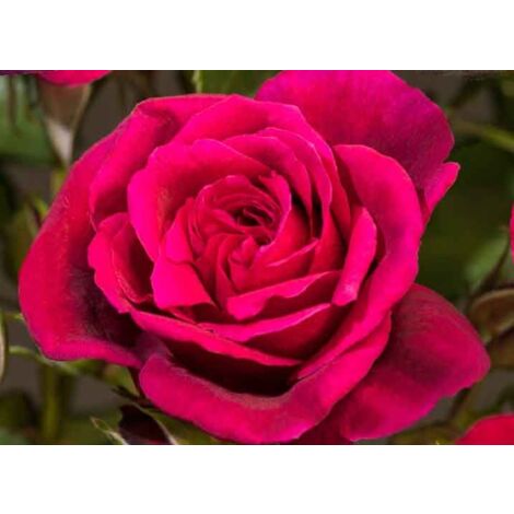 Rosa Charles De Gaulle In Vaso 19cm - Profumata, Color Lillà | Pianta Adulta 80-90 Cm, Fioritura Estiva - Foto 3