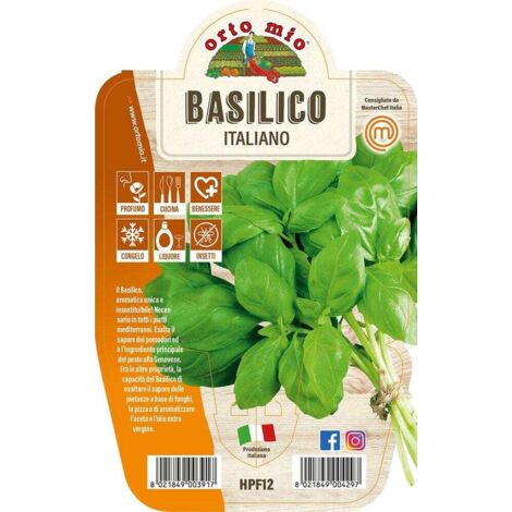 BASILICO ITALIANO CLASSICO VASO 14CM (1/2)