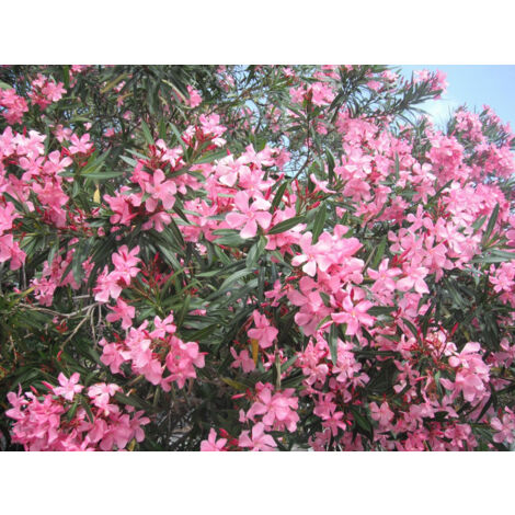 1 PIANTA DI OLEANDRO ROSA IN VASO 20CM Nerium Oleander