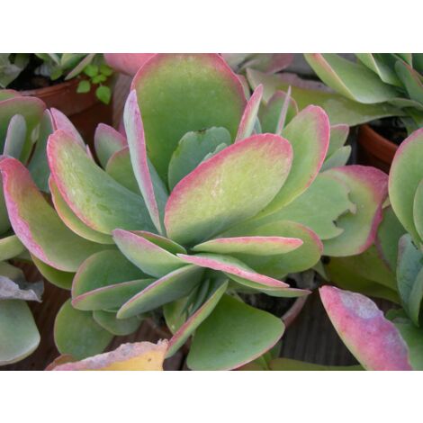 1 PIANTA DI KALANCHOE THYRSIFLORA IN VASO 6CM SUCCULENTA DA APPARTAMENTO (1/2)
