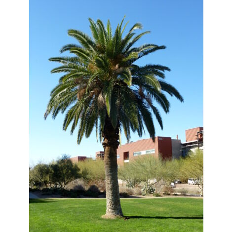 PALMA DELLE CANARIE PHOENIX CANARIENSIS IN VASO 24CM, sempreverdi (1/2)