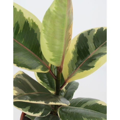 FICUS TINEKE VASO 21CM (1/2)